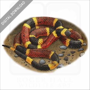 Texas Coral Snake stock image