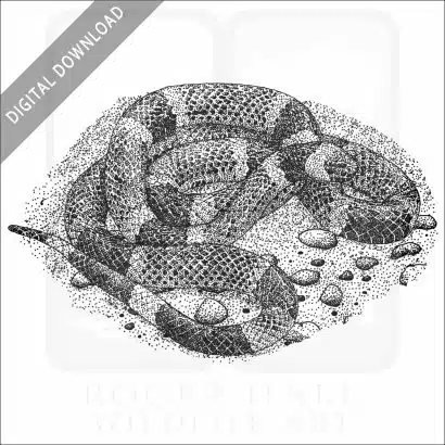 Texas Coral Snake