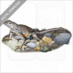 Texas Earless Lizard stock image