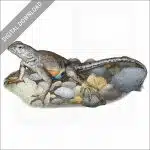 Texas Earless Lizard stock image
