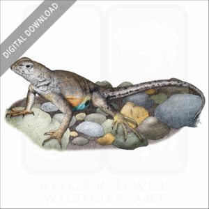 Texas Earless Lizard stock image