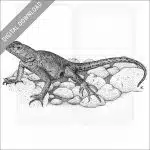 Texas Earless Lizard