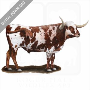 Texas Longhorn stock image