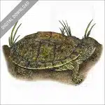 Texas Map Turtle stock image