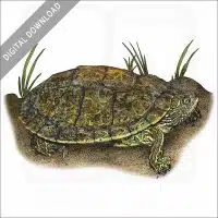 Texas Map Turtle stock image