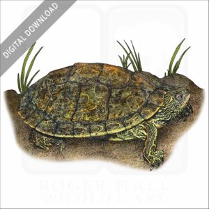 Texas Map Turtle stock image