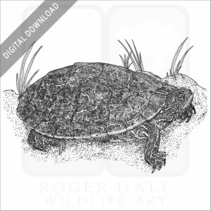 Texas Map Turtle