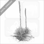 Texas Sotol stock image