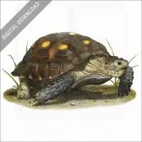 Texas Tortoise stock image