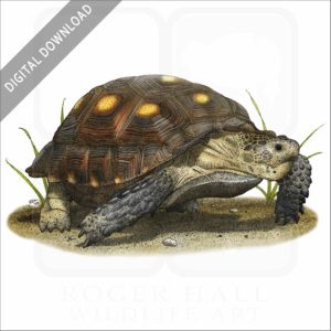 Texas Tortoise stock image