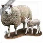 Texel Sheep and young stock image