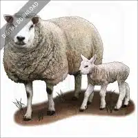 Texel Sheep and young stock image
