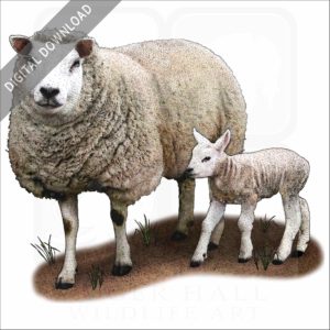 Texel Sheep and young stock image