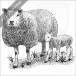 Texel Sheep and young