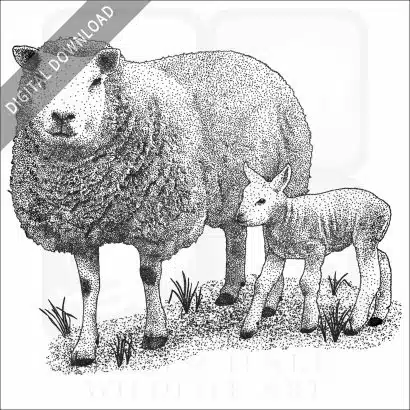 Texel Sheep and young