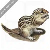 Thirteen-Lined Ground Squirrel stock image