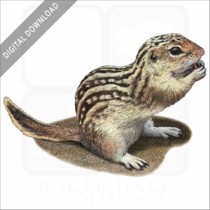 Thirteen-Lined Ground Squirrel stock image