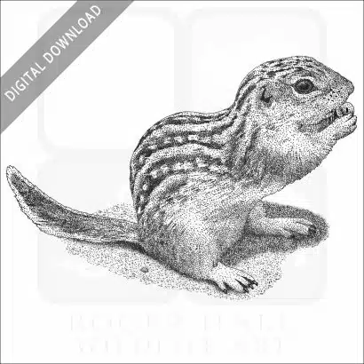 Thirteen-Lined Ground Squirrel