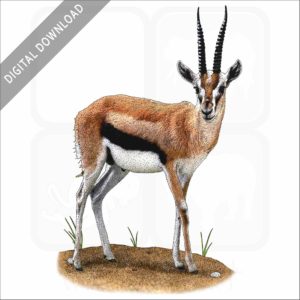 Thompson's Gazelle stock image