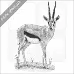 Thompson's Gazelle