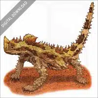 Thorny Devil stock image