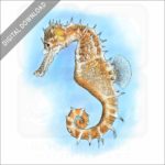 Thorny Seahorse stock image