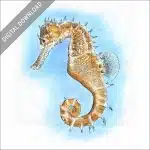 Thorny Seahorse stock image