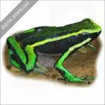 Three-Striped Poison Dart Frog stock image
