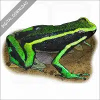 Three-Striped Poison Dart Frog stock image
