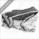 Three-Striped Poison Dart Frog