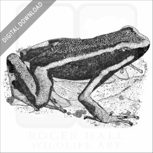 Three-Striped Poison Dart Frog