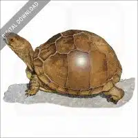 Three-Toed Box Turtle stock image