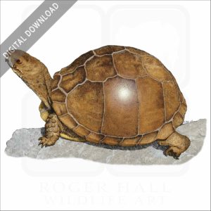 Three-Toed Box Turtle stock image