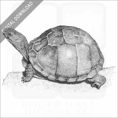 Three-Toed Box Turtle