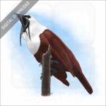 Three-Wattled Bellbird stock image