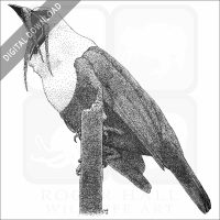 Three-wattled Bellbird