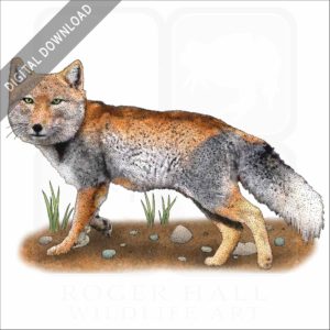 Tibetan Sand Fox stock image