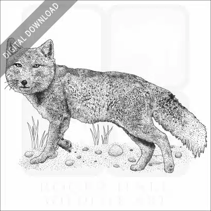 Tibetan Sand Fox