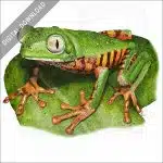 Tiger-Legged Monkey Frog stock image