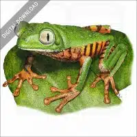 Tiger-Legged Monkey Frog stock image