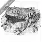 Tiger-Legged Monkey Frog