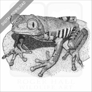 Tiger-Legged Monkey Frog