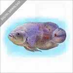 Tiger Oscar Cichlid stock image