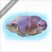 Tiger Oscar Cichlid stock image