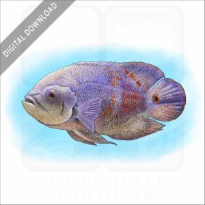 Tiger Oscar Cichlid stock image