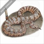 Tiger Rattlesnake stock image