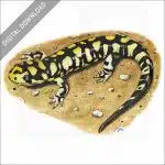 Tiger Salamander stock image