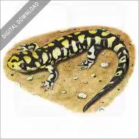 Tiger Salamander stock image