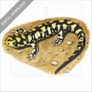 Tiger Salamander stock image