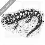 Tiger Salamander
